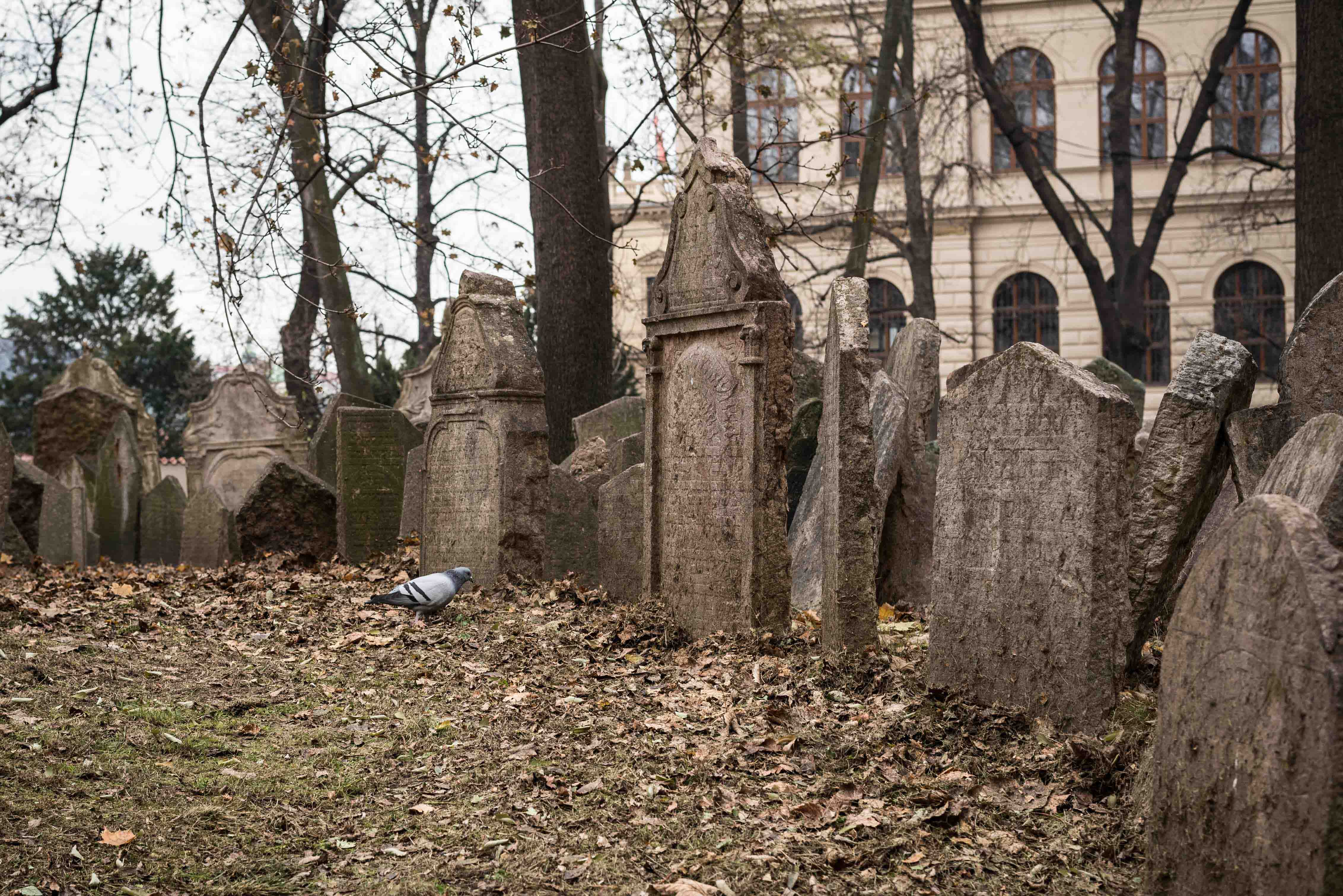 Vida en el cementerio Judio de Praga
